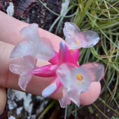 Tillandsia tenuifolia