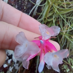 Tillandsia tenuifolia