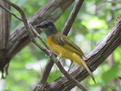 Eucometis penicillata