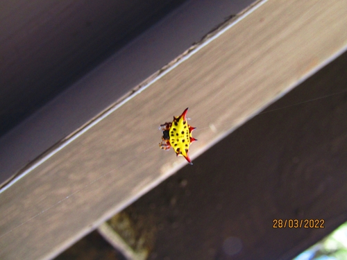 Common Kitespider