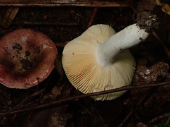 Russula integra