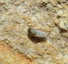 Hecamede albicans
