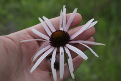Echinacea sanguinea