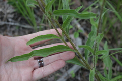 Echinacea sanguinea