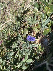 Campanula lasiocarpa