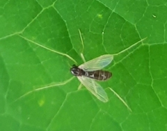 Cricotopus bicinctus