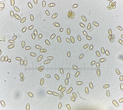 Inocybe subtomentosa