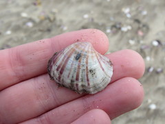 Eucallista purpurata