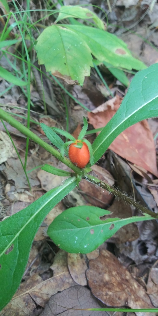 Orangefruited Horse Gentian in July 2022 by jim · iNaturalist