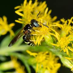 Philanthus lepidus