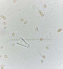 Inocybe acriolens