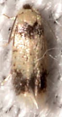 Stigmella macrocarpae