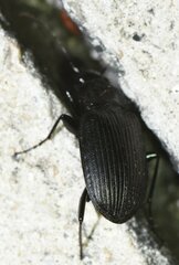 Chlaenius niger