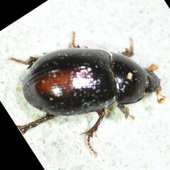Hybosorus