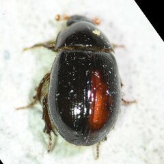Hybosorus