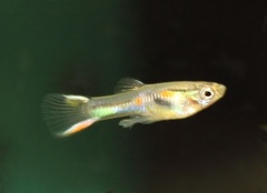Poecilia wingei