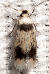 Stigmella macrocarpae