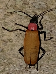 Chauliognathus faustus