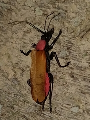 Chauliognathus faustus