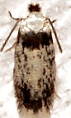Stigmella macrocarpae