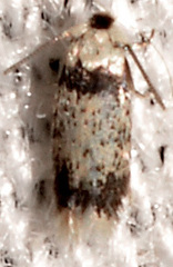 Stigmella macrocarpae