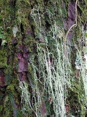 Usnea articulata
