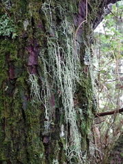 Usnea articulata