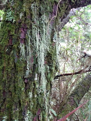 Usnea articulata