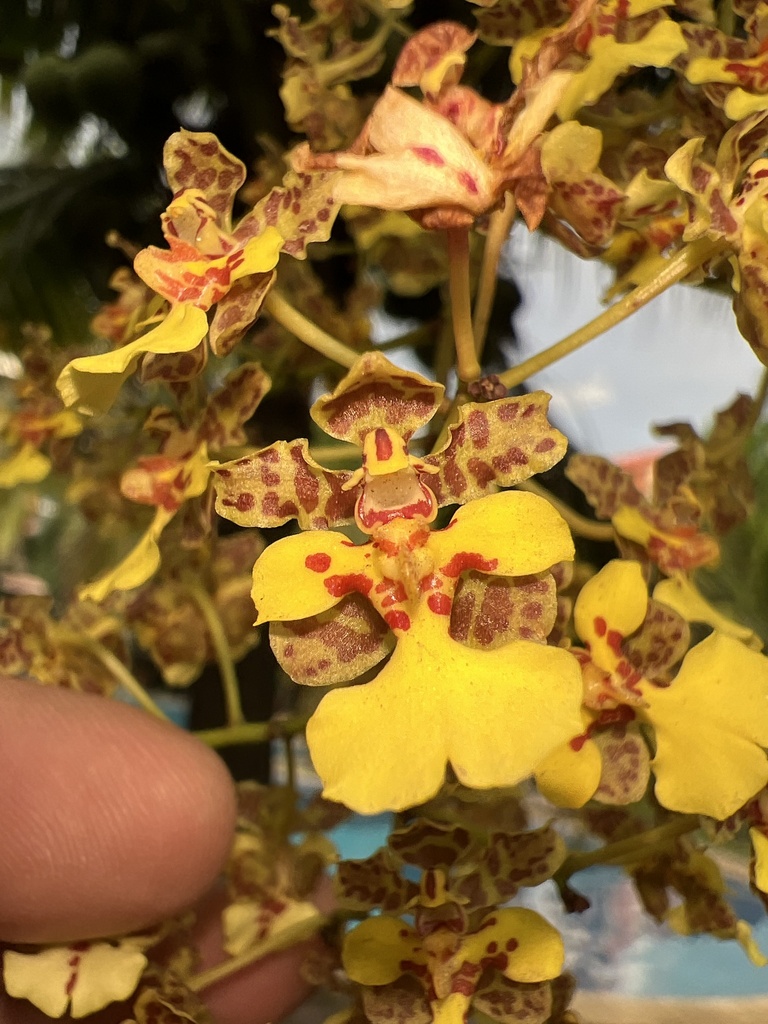 Trichocentrum cepula