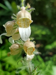 Digitalis lanata