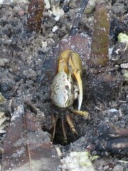 Minuca longisignalis