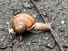 Karaftohelix gainesi