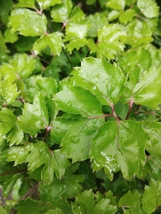 Polyscias fruticosa