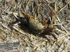 Minuca longisignalis