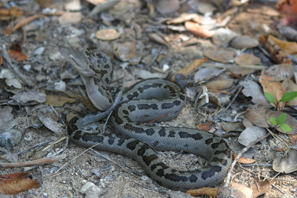 Acklin's Island Boa