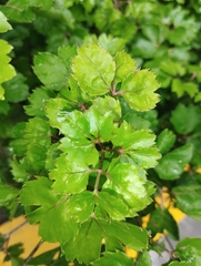 Polyscias fruticosa