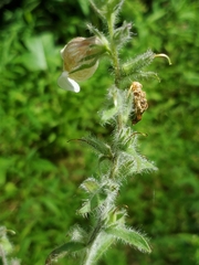 Digitalis lanata