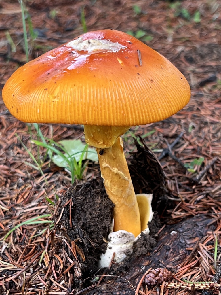 Amanita caesareoides · August 2022 · photo: © hirokiit (iNaturalist, cc-by)