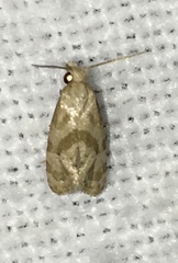 Platphalonidia