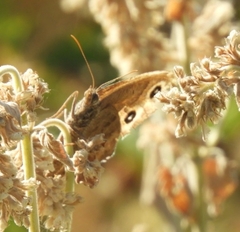 Cercyonis sthenele