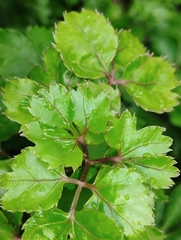 Polyscias fruticosa