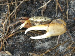 Minuca longisignalis