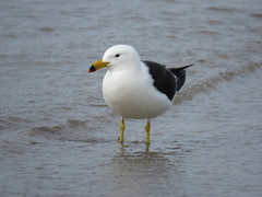 Larus atlanticus