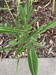 Angiospermae