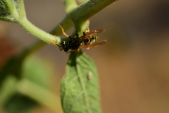 Polistes dominula