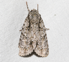 Acronicta clarescens