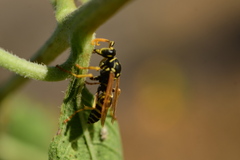 Polistes dominula
