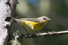 Setophaga magnolia image