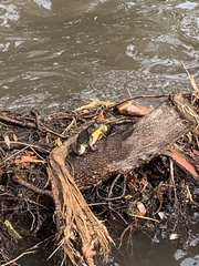 Lithobates clamitans