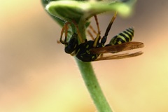Polistes dominula